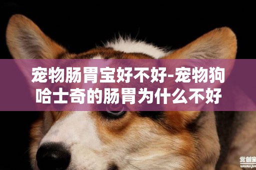 寵物腸胃寶好不好-寵物狗哈士奇的腸胃為什么不好