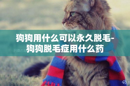 狗狗用什么可以永久脫毛-狗狗脫毛癥用什么藥