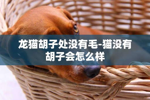 龍貓胡子處沒有毛-貓沒有胡子會怎么樣