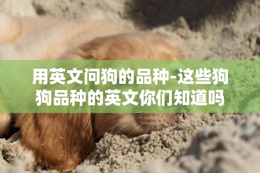 用英文問狗的品種-這些狗狗品種的英文你們知道嗎