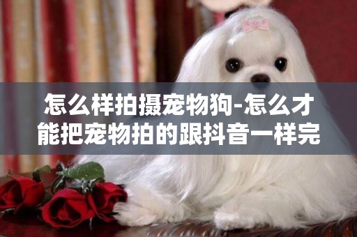 怎么樣拍攝寵物狗-怎么才能把寵物拍的跟抖音一樣完美
