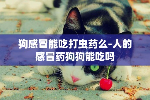 狗感冒能吃打蟲藥么-人的感冒藥狗狗能吃嗎
