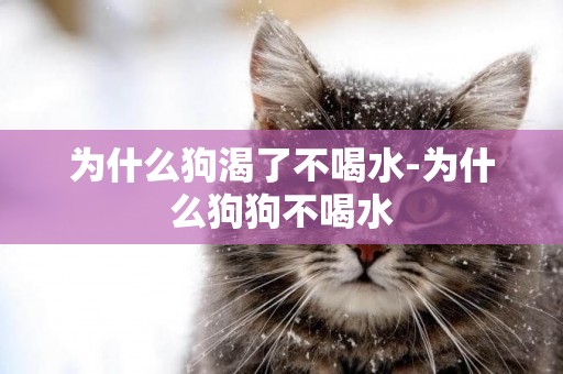為什么狗渴了不喝水-為什么狗狗不喝水