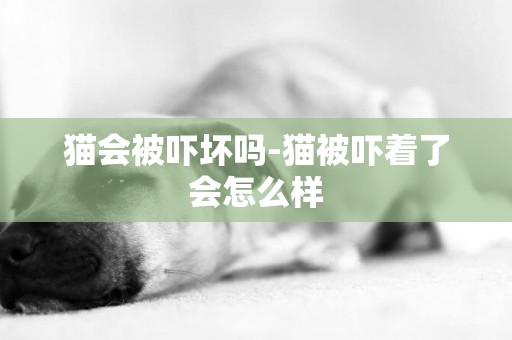 貓會被嚇壞嗎-貓被嚇著了會怎么樣
