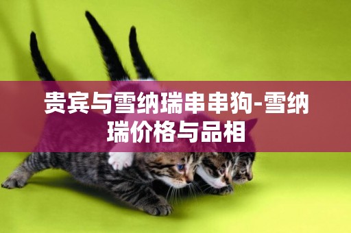 貴賓與雪納瑞串串狗-雪納瑞價格與品相