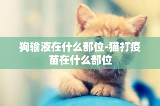 狗輸液在什么部位-貓打疫苗在什么部位