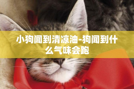 小狗聞到清涼油-狗聞到什么氣味會跑