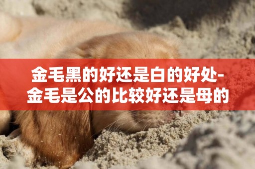 金毛黑的好還是白的好處-金毛是公的比較好還是母的金毛比較好