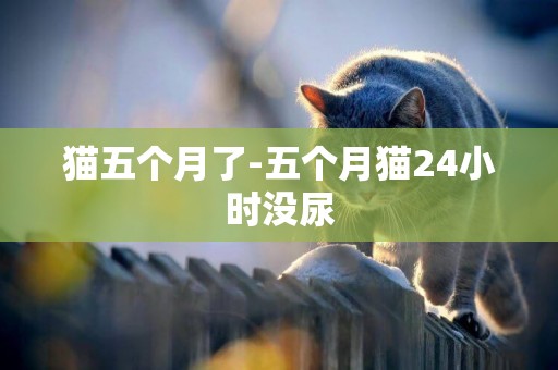 貓五個月了-五個月貓24小時沒尿