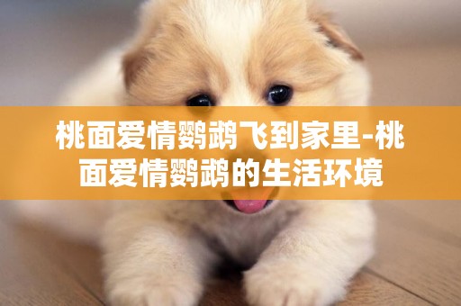 桃面愛情鸚鵡飛到家里-桃面愛情鸚鵡的生活環境