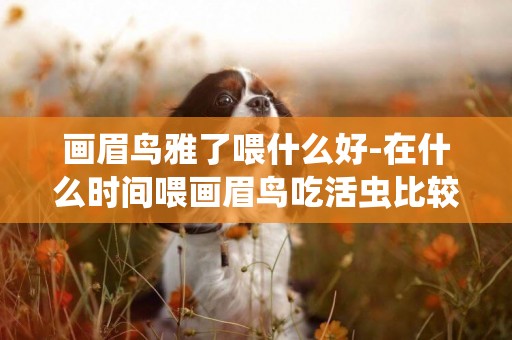 畫眉鳥雅了喂什么好-在什么時間喂畫眉鳥吃活蟲比較合適呢