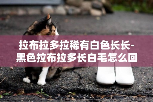 拉布拉多拉稀有白色長長-黑色拉布拉多長白毛怎么回事