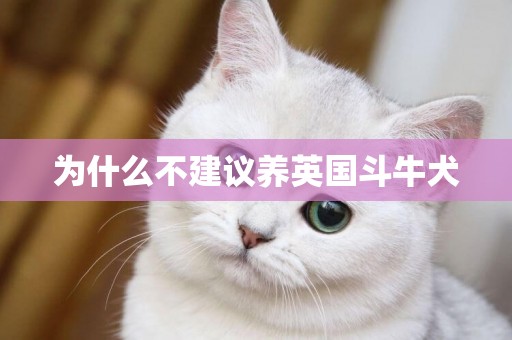 為什么不建議養英國斗牛犬