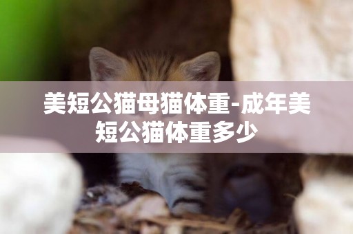 美短公貓母貓體重-成年美短公貓體重多少