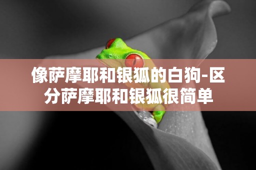 像薩摩耶和銀狐的白狗-區分薩摩耶和銀狐很簡單