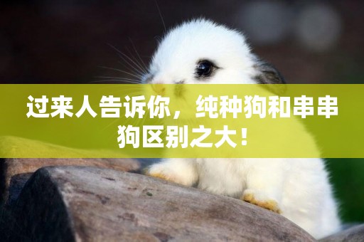 過來人告訴你，純種狗和串串狗區別之大！