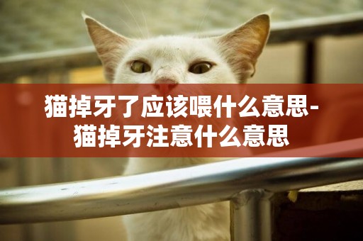 貓掉牙了應該喂什么意思-貓掉牙注意什么意思