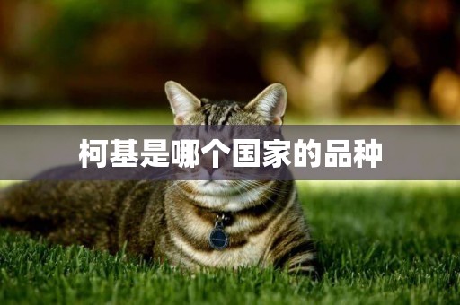 柯基是哪個國家的品種