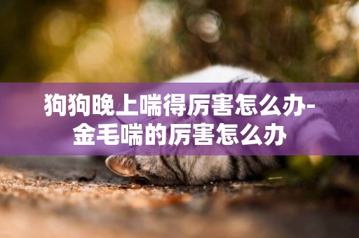 狗狗晚上喘得厲害怎么辦-金毛喘的厲害怎么辦