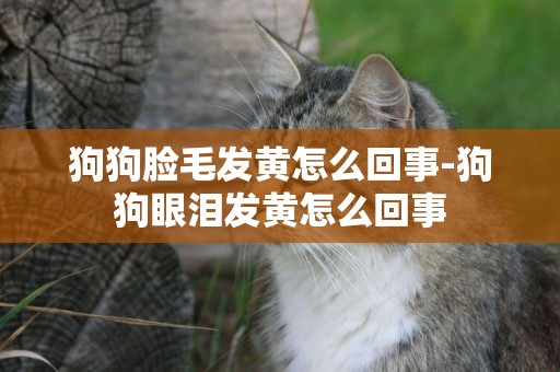 狗狗臉毛發黃怎么回事-狗狗眼淚發黃怎么回事