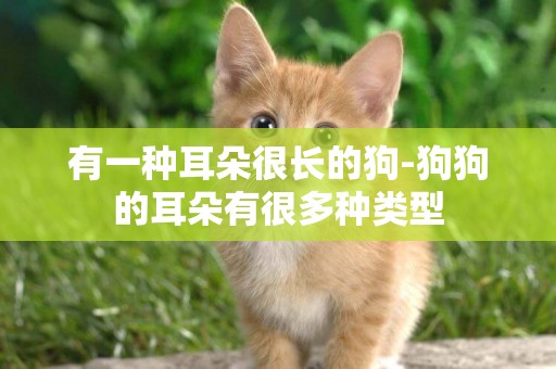 有一種耳朵很長的狗-狗狗的耳朵有很多種類型
