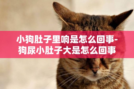 小狗肚子里響是怎么回事-狗尿小肚子大是怎么回事