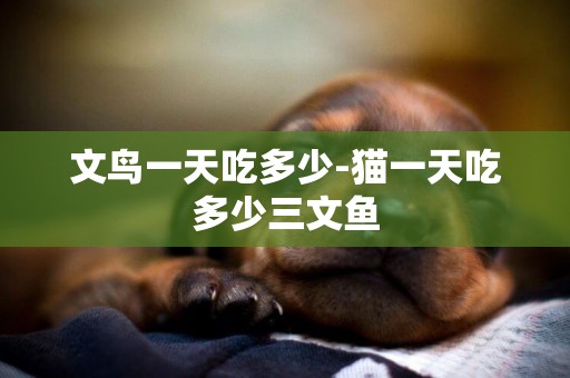 文鳥一天吃多少-貓一天吃多少三文魚