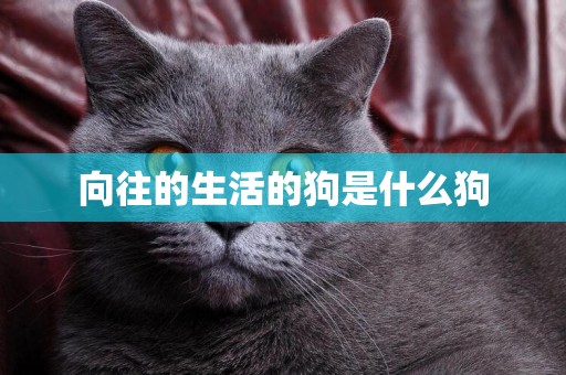 向往的生活的狗是什么狗