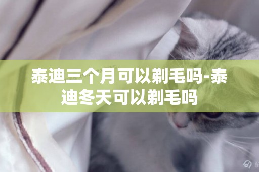 泰迪三個月可以剃毛嗎-泰迪冬天可以剃毛嗎