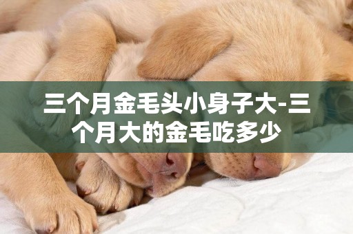 三個月金毛頭小身子大-三個月大的金毛吃多少