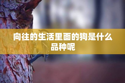 向往的生活里面的狗是什么品種呢