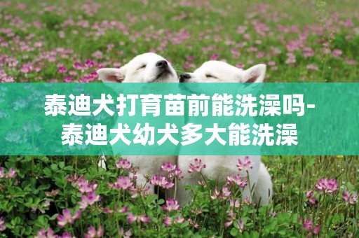 泰迪犬打育苗前能洗澡嗎-泰迪犬幼犬多大能洗澡