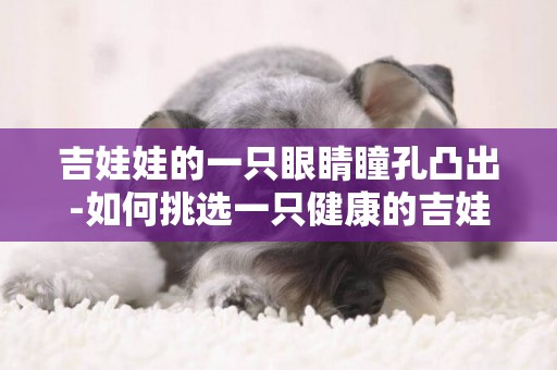 吉娃娃的一只眼睛瞳孔凸出-如何挑選一只健康的吉娃娃犬