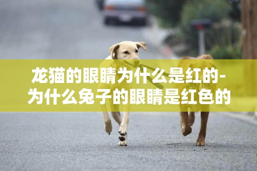 龍貓的眼睛為什么是紅的-為什么兔子的眼睛是紅色的
