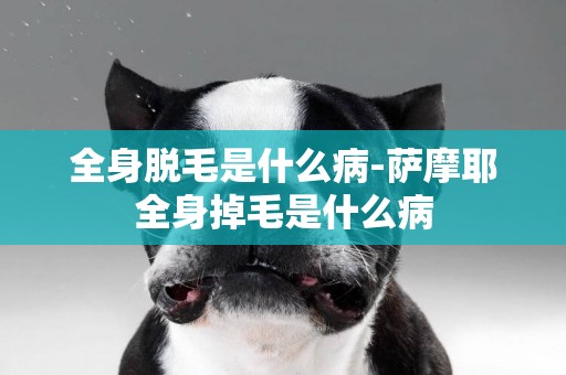 全身脫毛是什么病-薩摩耶全身掉毛是什么病