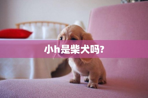 小h是柴犬嗎?