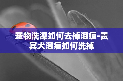 寵物洗澡如何去掉淚痕-貴賓犬淚痕如何洗掉