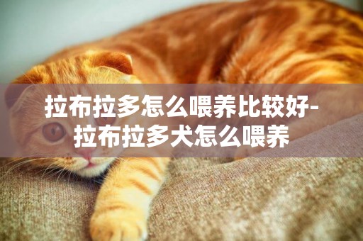 拉布拉多怎么喂養比較好-拉布拉多犬怎么喂養