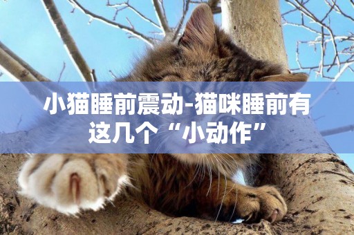 小貓睡前震動-貓咪睡前有這幾個“小動作”