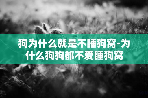 狗為什么就是不睡狗窩-為什么狗狗都不愛睡狗窩