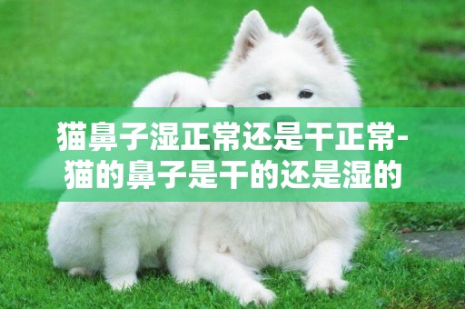 貓鼻子濕正常還是干正常-貓的鼻子是干的還是濕的