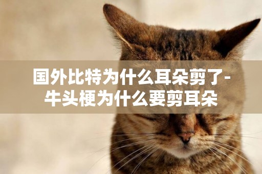 國外比特為什么耳朵剪了-牛頭梗為什么要剪耳朵