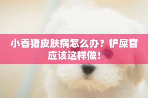小香豬皮膚病怎么辦？鏟屎官應該這樣做！