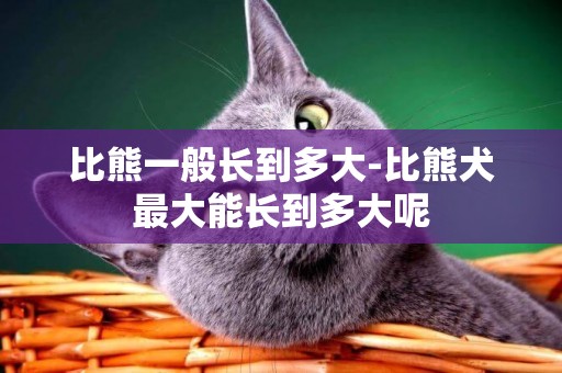 比熊一般長到多大-比熊犬最大能長到多大呢