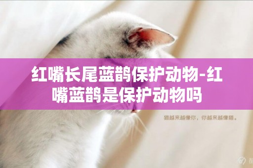 紅嘴長尾藍鵲保護動物-紅嘴藍鵲是保護動物嗎