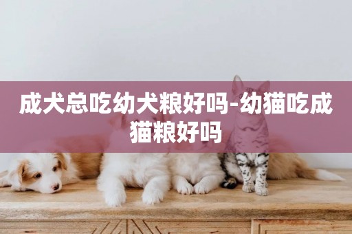 成犬總吃幼犬糧好嗎-幼貓吃成貓糧好嗎