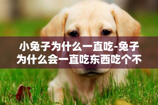 小兔子為什么一直吃-兔子為什么會一直吃東西吃個不停