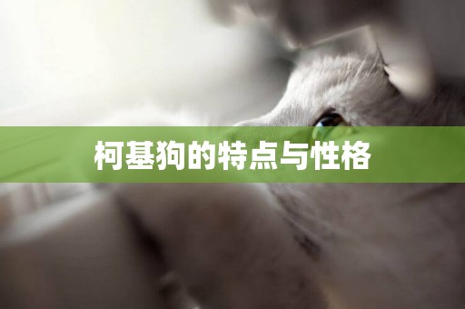 柯基狗的特點與性格