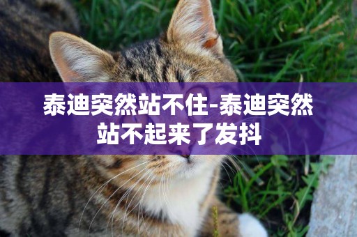 泰迪突然站不住-泰迪突然站不起來了發抖