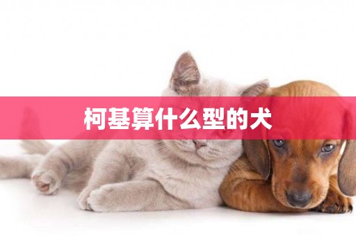 柯基算什么型的犬